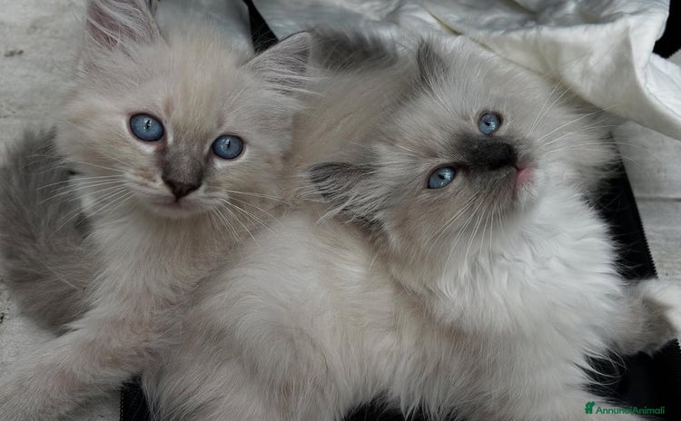 Ragdoll gatti - Annuncio 9