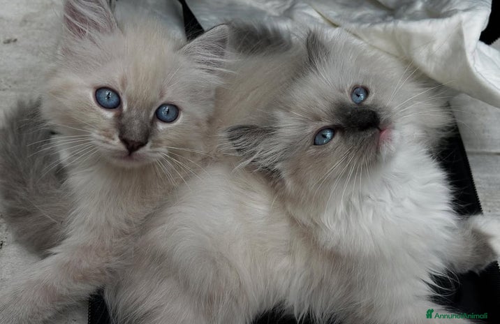 Ragdoll gatti - Annuncio 9