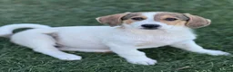 Meticcio cani in regalo: 3 simpaticissimi cuccioli dalle lunghe orecchie! - Annuncio 7
