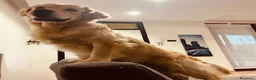Golden Retriever cani per accoppiamento: Golden retriever inglese per accoppiamento a Provincia di Varese - Annuncio 3