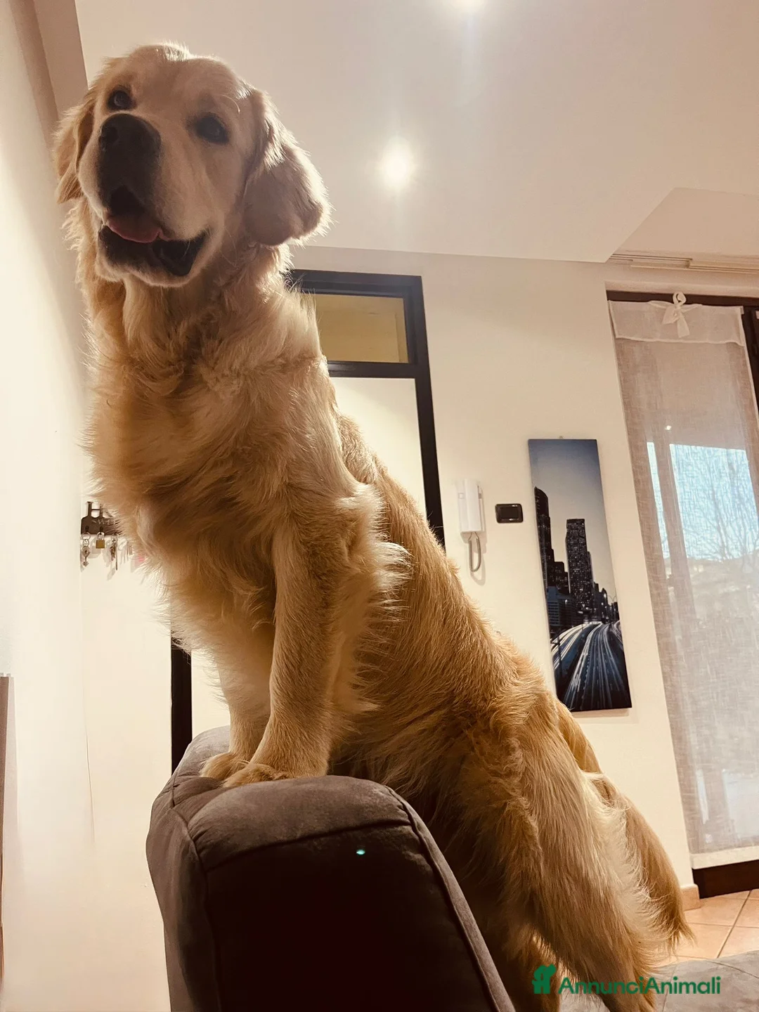 Golden Retriever cani per accoppiamento: Golden retriever inglese per accoppiamento a Provincia di Varese - Annuncio 3