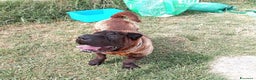 Shar Pei cani in regalo: SHALPETTA_ cucciolona di  shar pei in adozione a Provincia di Latina - Annuncio 4