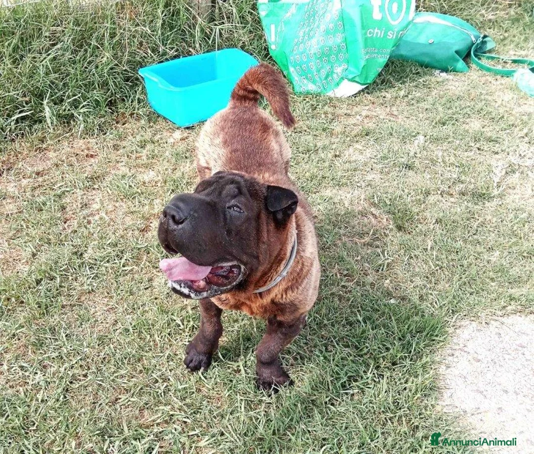 Shar Pei cani in regalo: SHALPETTA_ cucciolona di  shar pei in adozione a Provincia di Latina - Annuncio 4