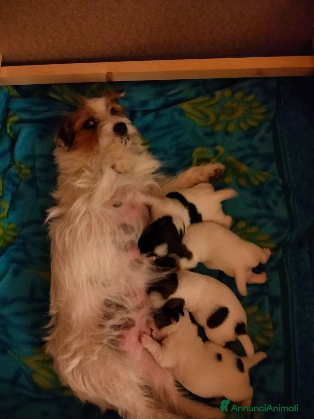 Jack Russell cani in vendita: Cuccioli Jack Russell  - Annuncio 1