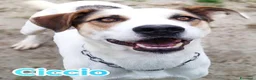 Meticcio cani in regalo: Aron e Ciccio abbandonati cercano famiglia a Provincia di Pavia - Annuncio 5