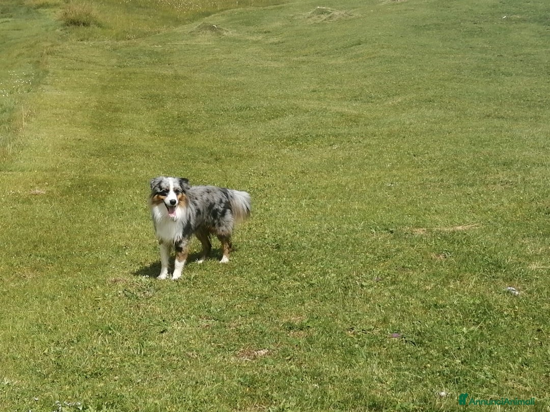 Australian Shepherd cani per accoppiamento: Cane da riproduzione - Annuncio 7