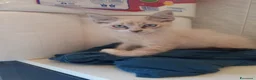Ragdoll gatti in vendita: Gattino ragdoll 3 mesi occhi celesti  - Annuncio 4