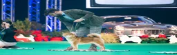 Shiba Inu cani in vendita: Shiba inu - Annuncio 23