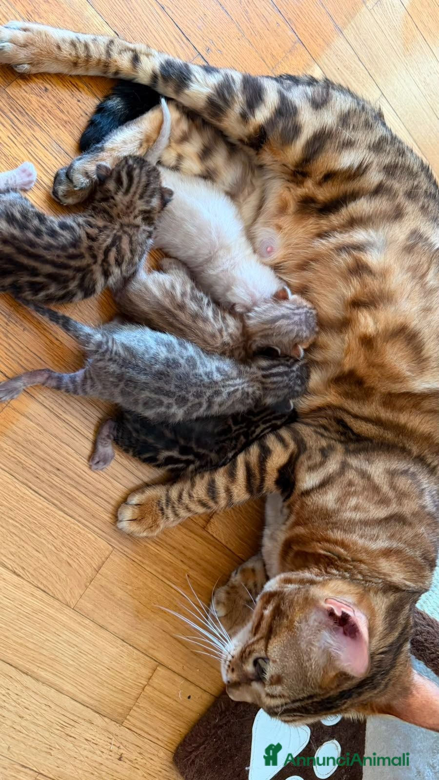 Bengala gatti CUCCIOLI BENGALA - Annuncio 2