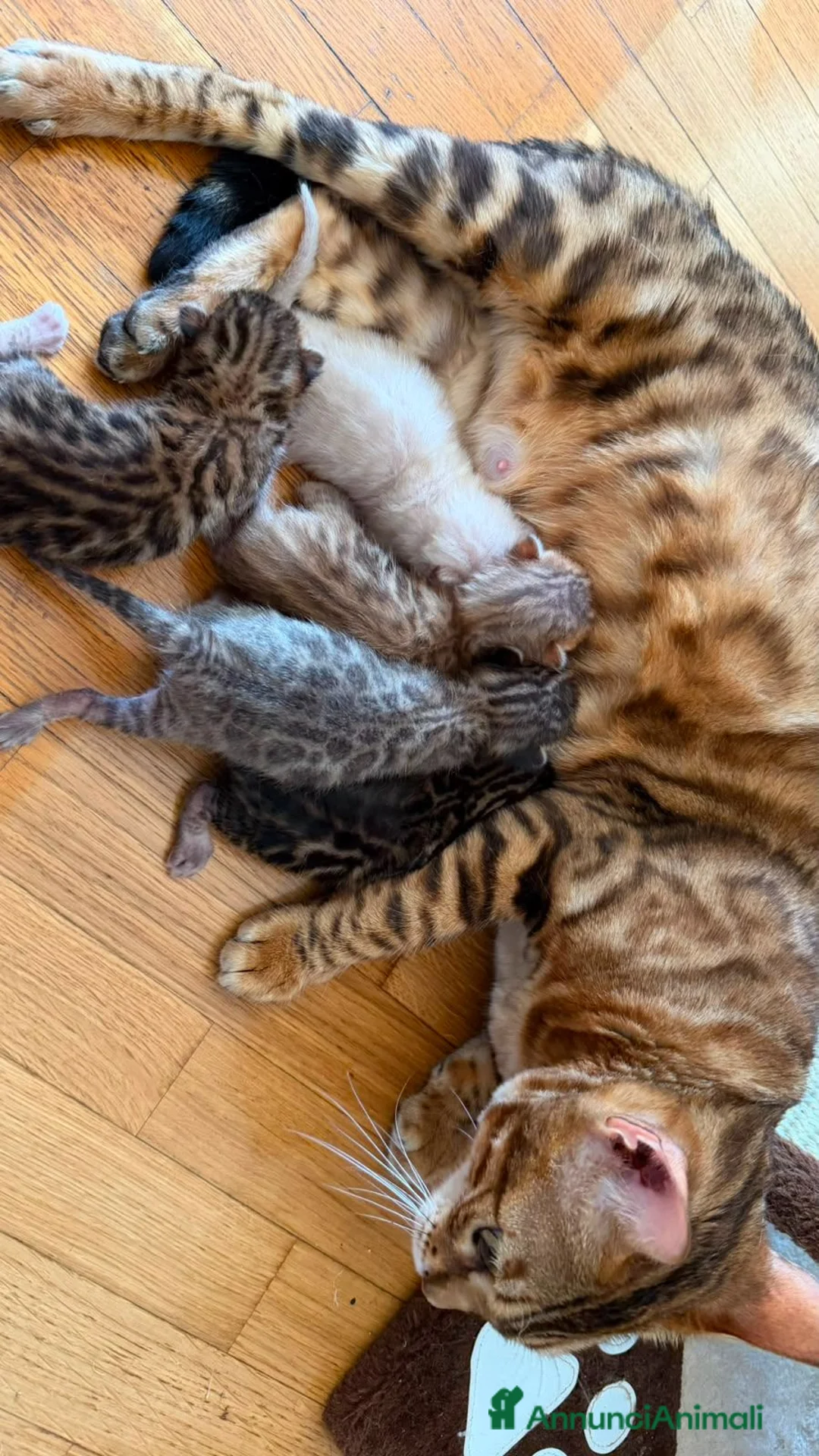 Bengala gatti in vendita: CUCCIOLI BENGALA - Annuncio 1