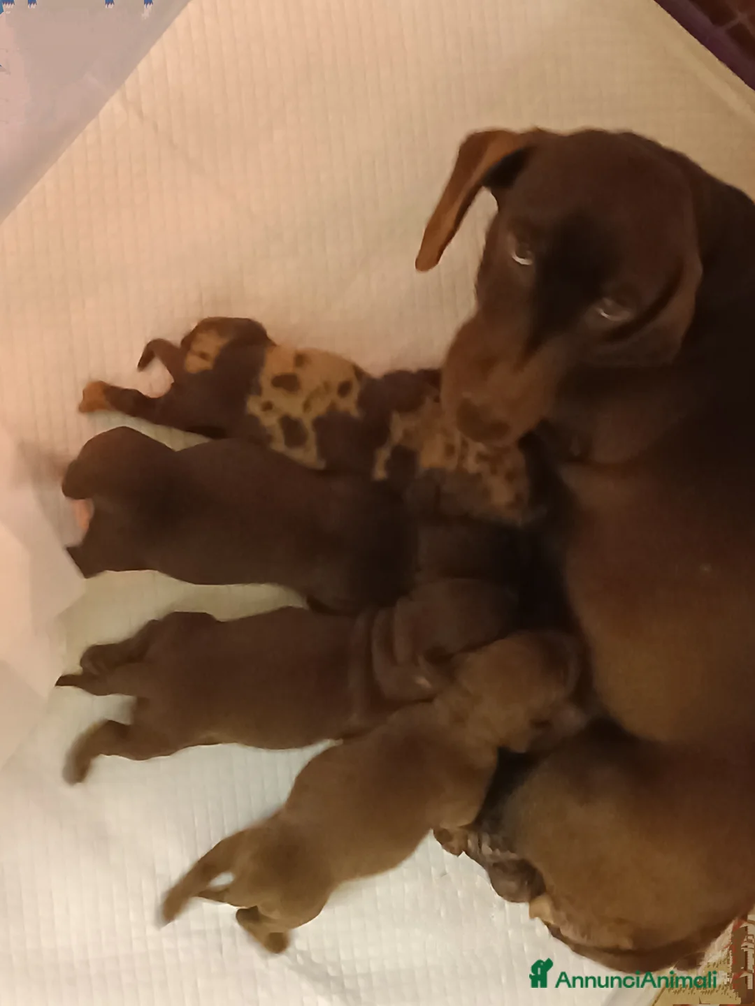 Bassotto cani in vendita: Bassottini disponibili - Annuncio 10