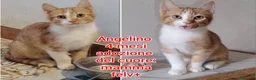 Meticcio gatti in regalo: TANTI MICINI SOLI! a Provincia di Vicenza - Annuncio 5