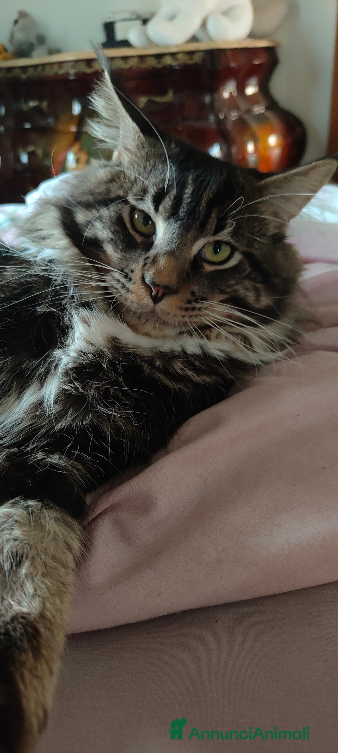 Immagine della galleria {{count}}