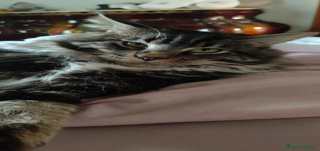 Immagine della galleria {{count}}