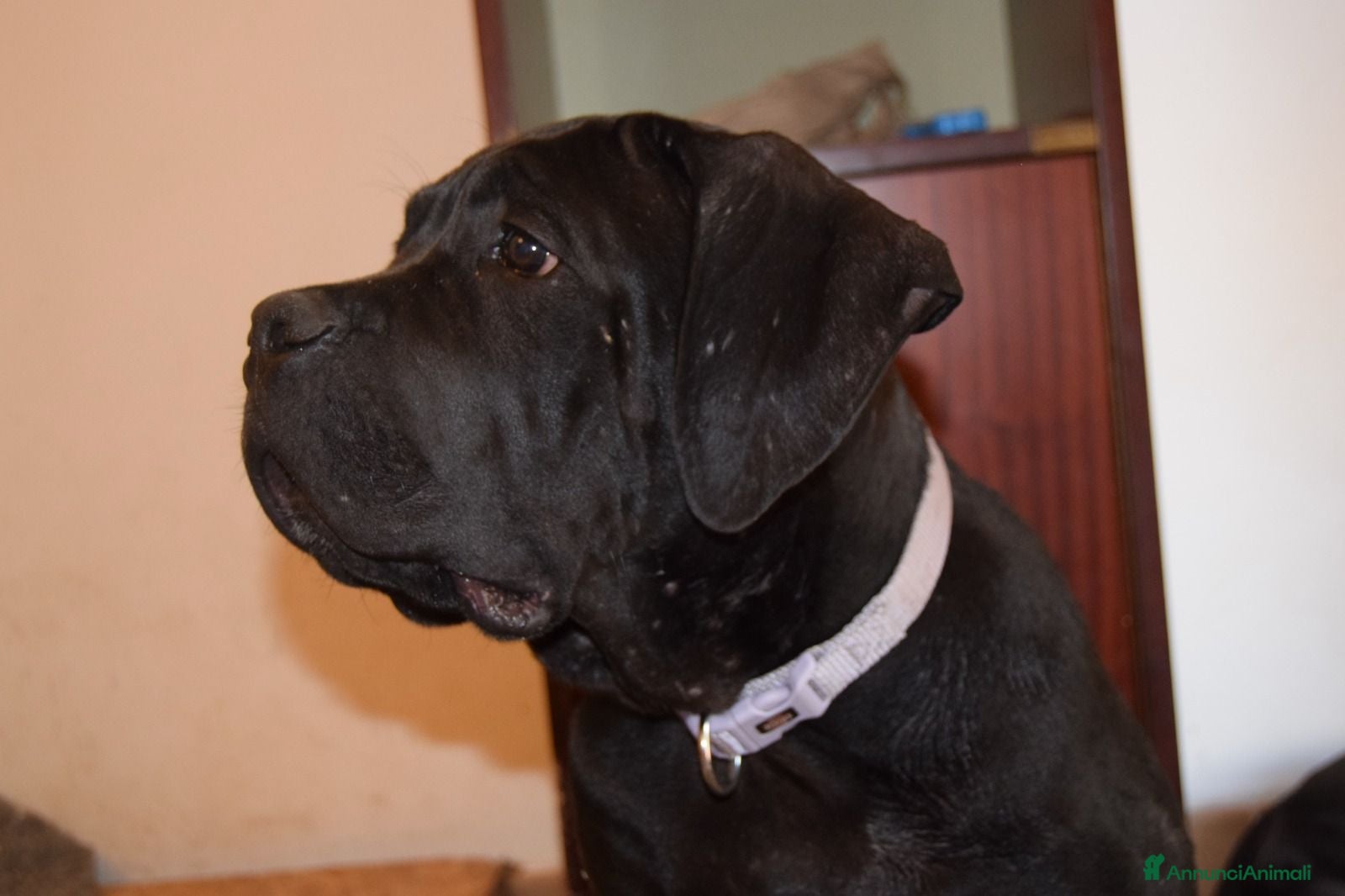 Cane Corso cani Maschio di Cane Corso  - Annuncio 1