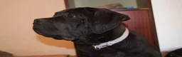 Cane Corso cani in vendita: Maschio di Cane Corso  - Annuncio 1