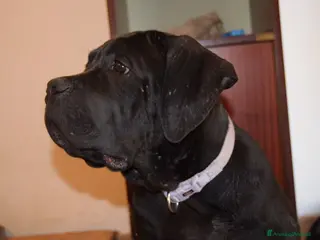 Cane Corso cani Maschio di Cane Corso - Annuncio 5