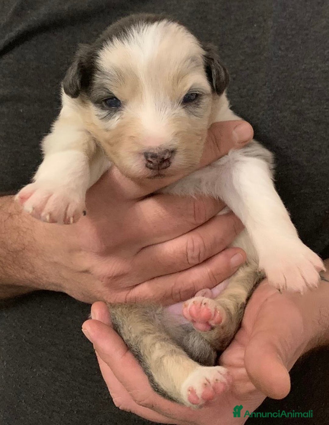 Australian Shepherd cani in vendita: Cuccioli di Pastore Australiano - Annuncio 10