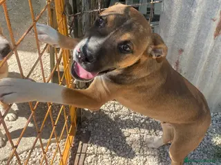 Meticcio cani IL TENERO CHOCO - Annuncio 2