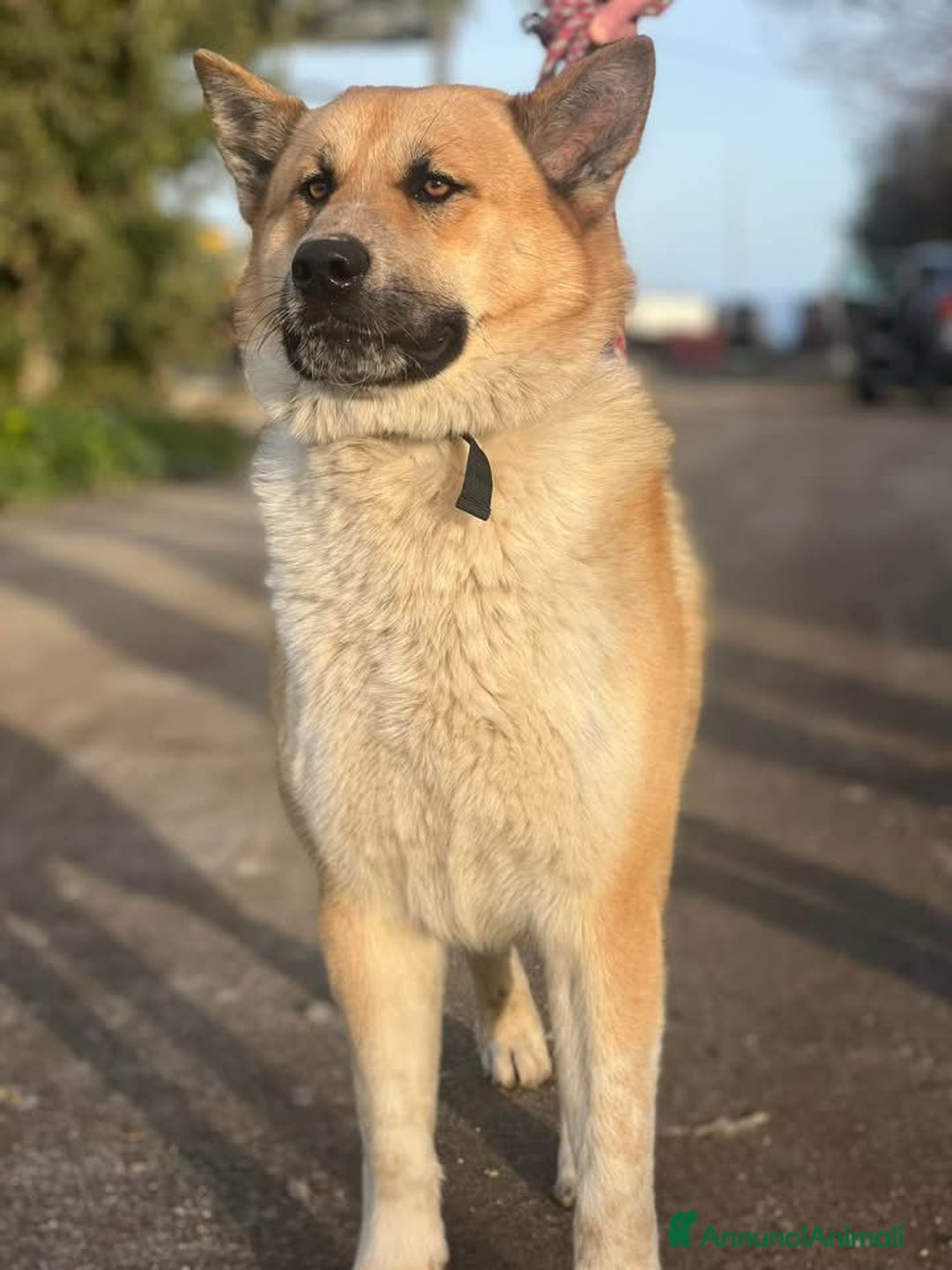 Meticcio cani in regalo: Yoshi adora la presenza degli umani a Città Metropolitana di Milano - Annuncio 4