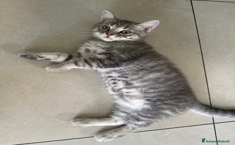 British gatti a Città metropolitana di Roma Capitale - Annuncio 1