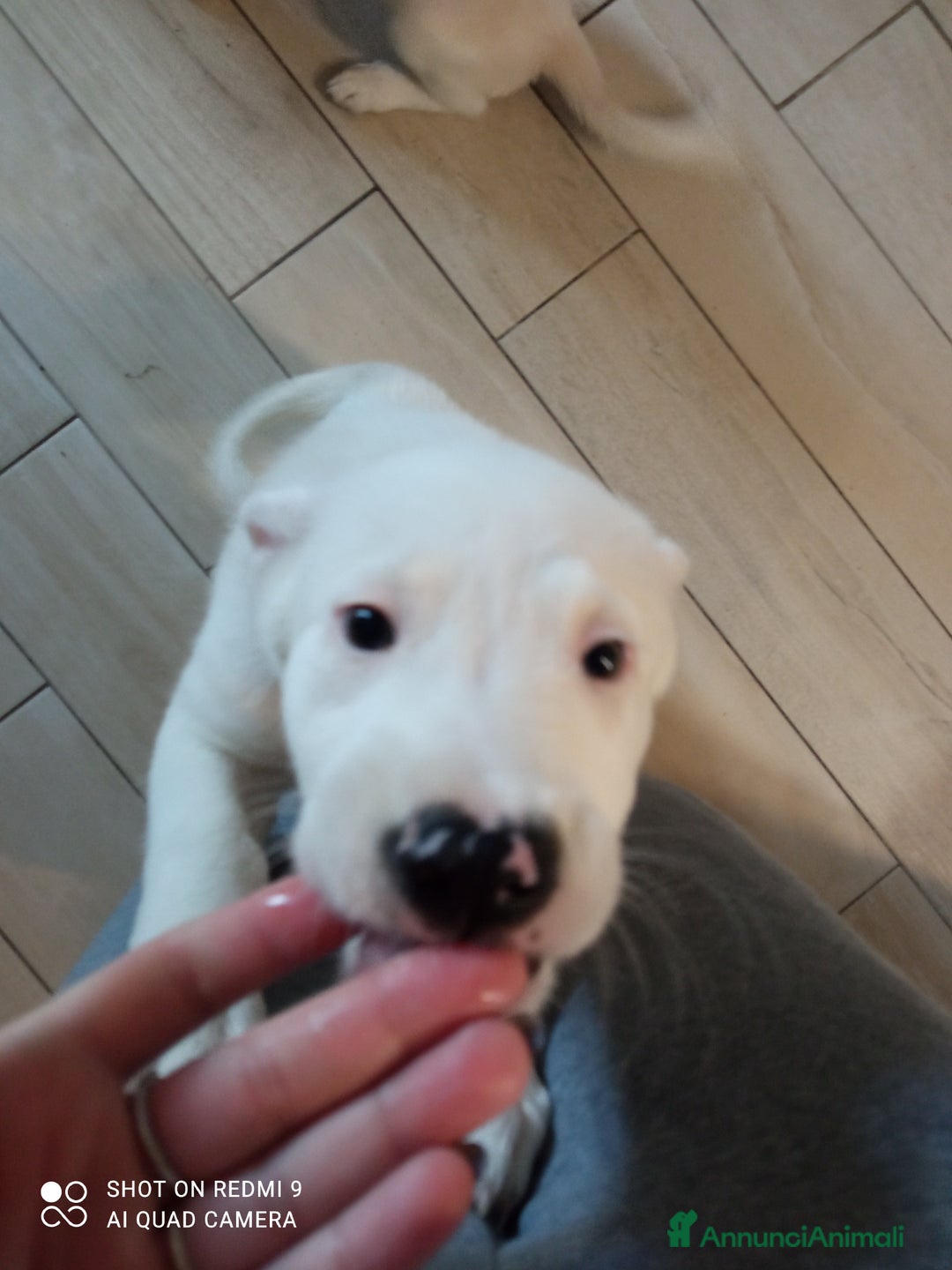 Altre razze cani in regalo: REGALO BELLISSIMI CUCCIOLE  - Annuncio 5