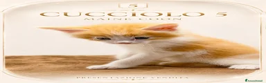 Maine Coon 4
