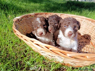 Lagotto cani Cuccioli Lagotto Romagnolo - Annuncio 9