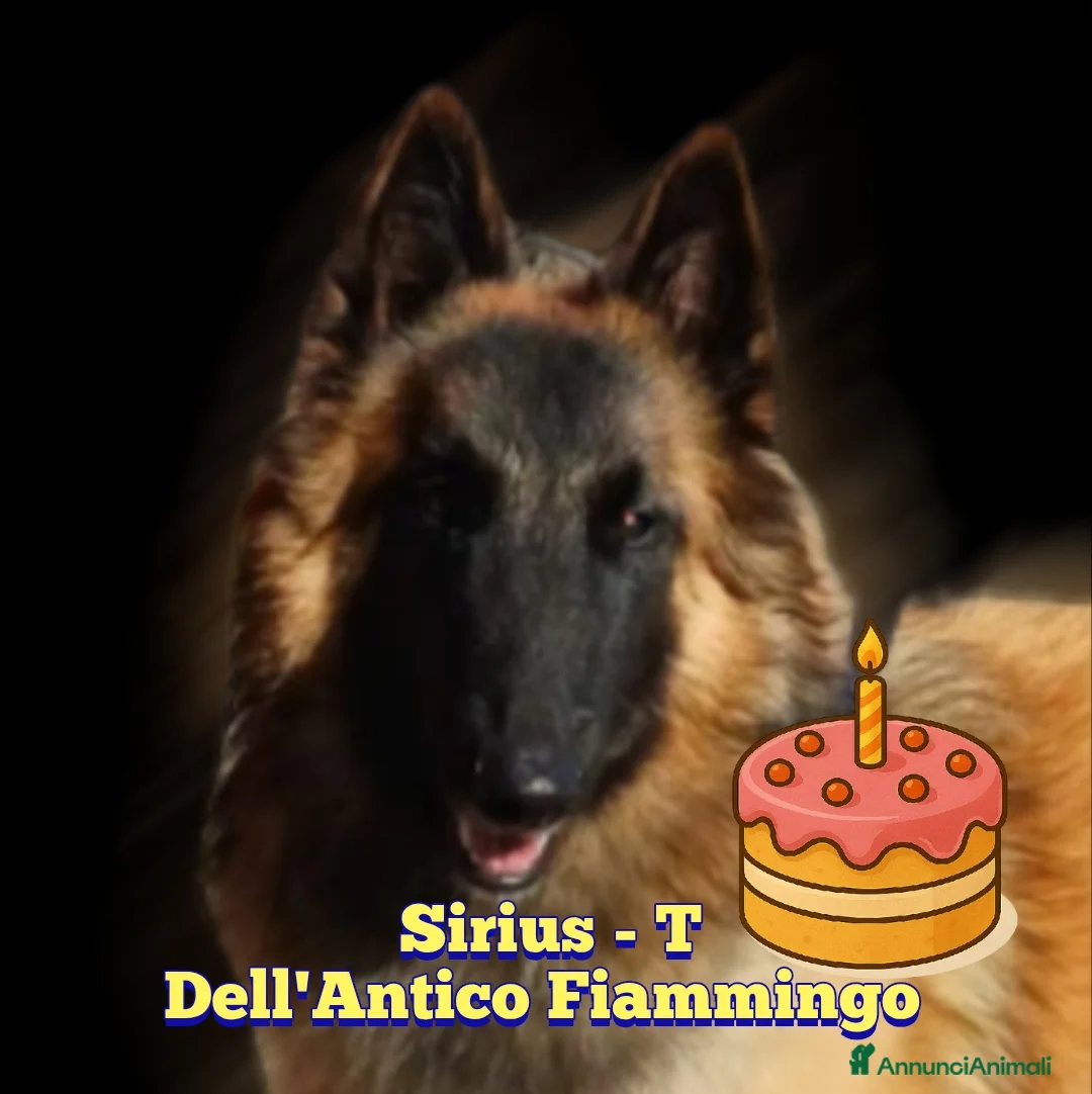 Pastore Belga cani in vendita: Cuccioli tervueren rossi focati con maschera nera  - Annuncio 7