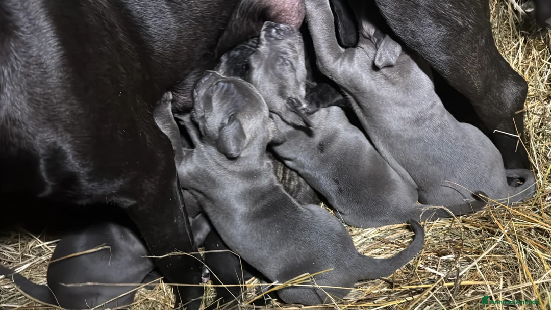 Cane Corso cani in vendita: Cuccioli di Corso grigi e neri (Montiglio AT) - Annuncio 8
