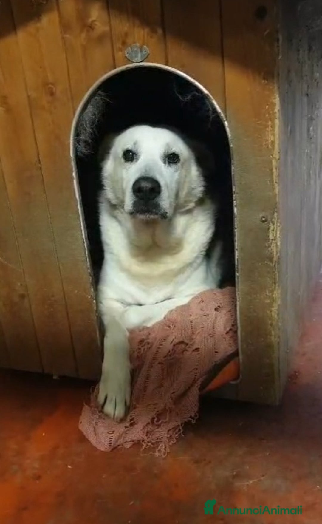 Meticcio cani in regalo: Biancone 8anni kg30 1VITA SOFFERTA! LECCO SOS a Città metropolitana di Milano - Annuncio 1