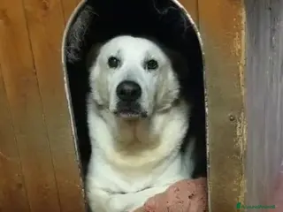 Meticcio cani Biancone 8anni kg30 1VITA SOFFERTA! LECCO SOS a Città metropolitana di Milano - Annuncio 16