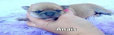 Chihuahua 6
