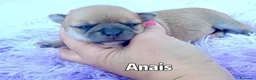 Chihuahua cani in vendita: Cuccioli di chihuahua con pedigree  - Annuncio 7