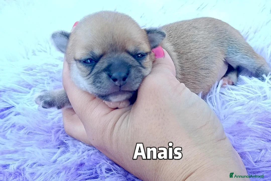 Chihuahua cani in vendita: Cuccioli di chihuahua con pedigree  - Annuncio 7