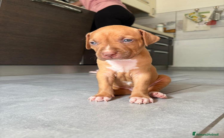 Pitbull cani - Annuncio 7