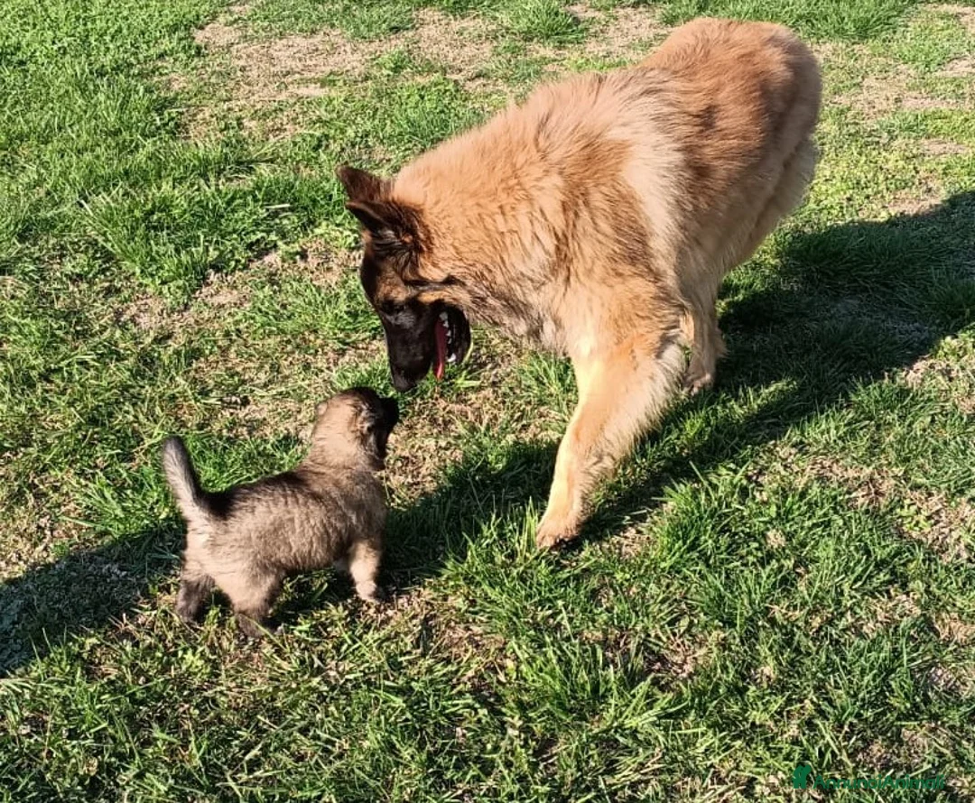 Pastore Belga cani in vendita: Cucciolo di pastore belga tervueren  - Annuncio 2