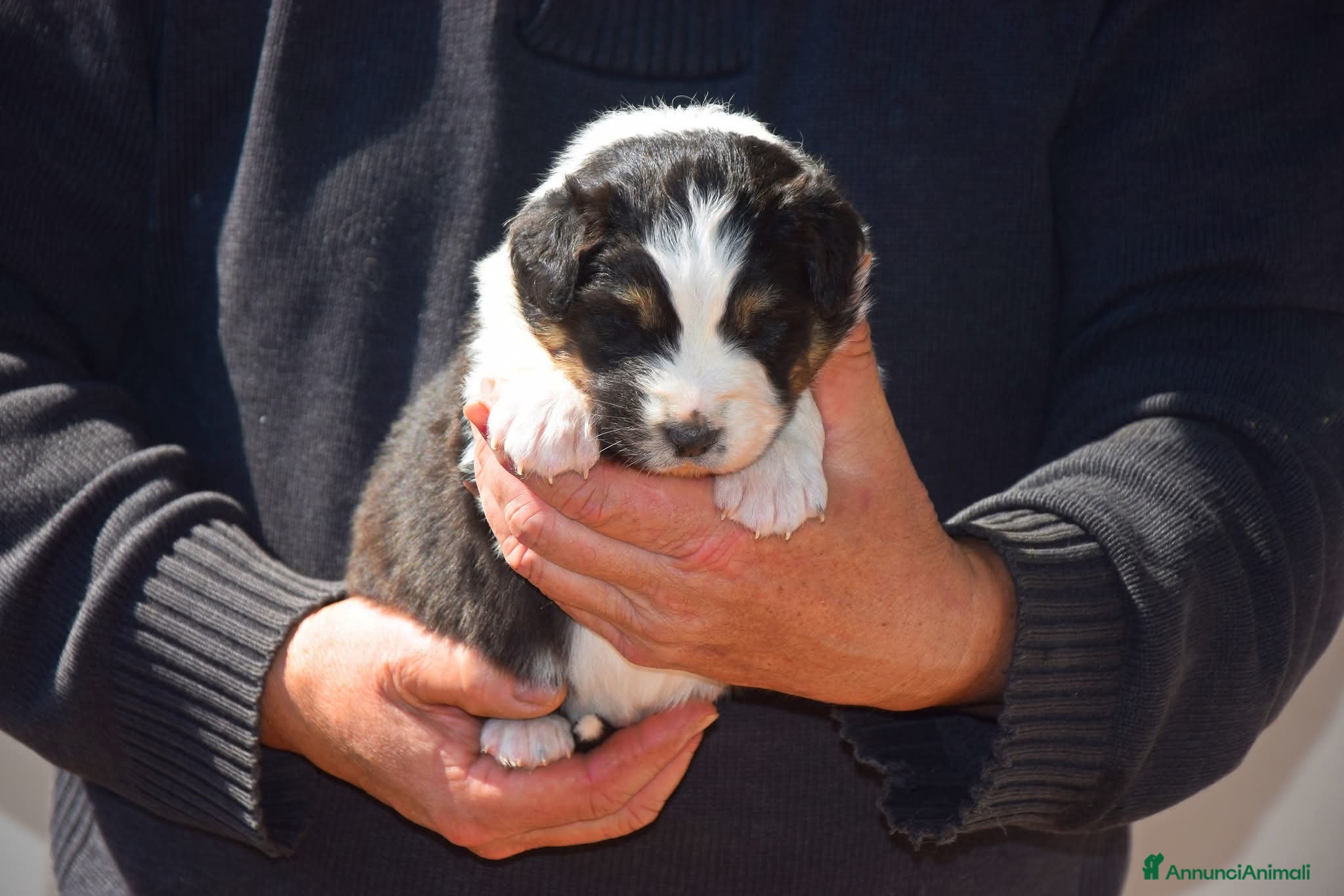Australian Shepherd cani Cuccioli di pastore australiano  - Annuncio 16