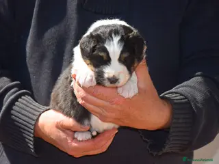 Australian Shepherd cani Cuccioli di pastore australiano - Annuncio 16