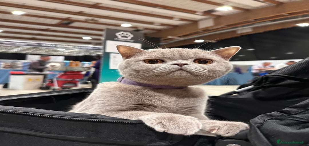 Immagine della galleria {{count}}