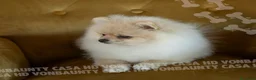 Volpino Pomerania cani in vendita: Cuccioli Spitz Nano di Pomerania - Annuncio 10