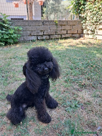 Barboncino Toy cani a Provincia di Viterbo - Annuncio 8