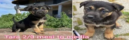 Meticcio cani in regalo: TANTI CUCCIOLI SOLI  a Provincia di Vicenza - Annuncio 4