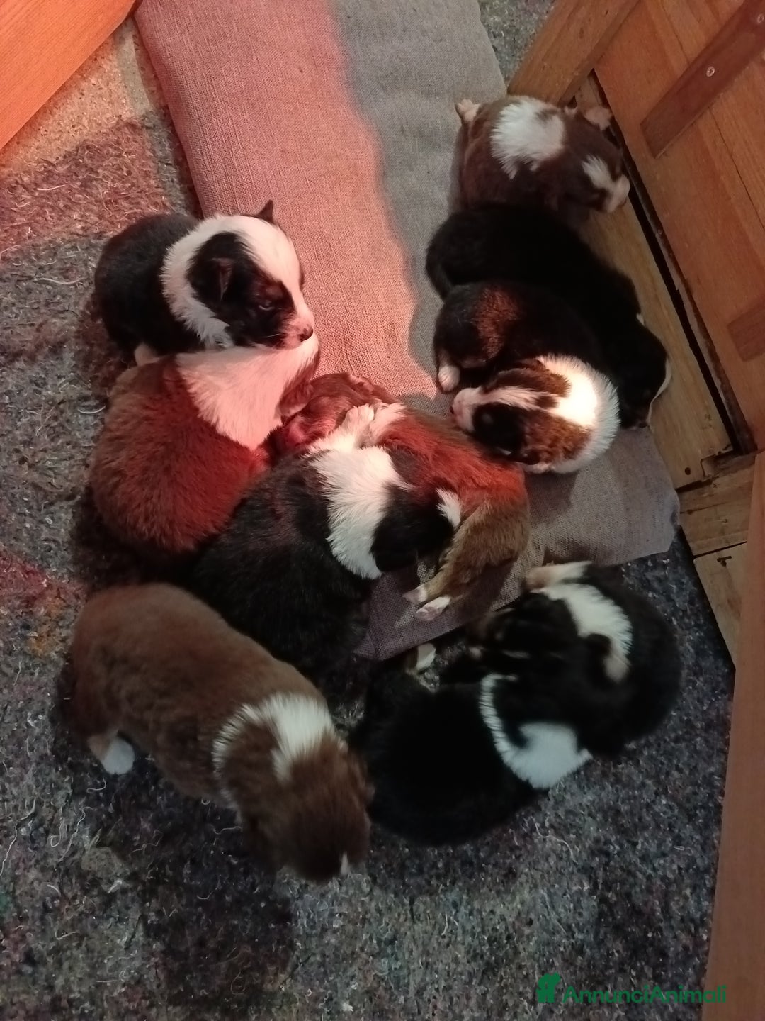 Australian Shepherd cani in vendita: Cuccioli di pastore australiano  - Annuncio 2