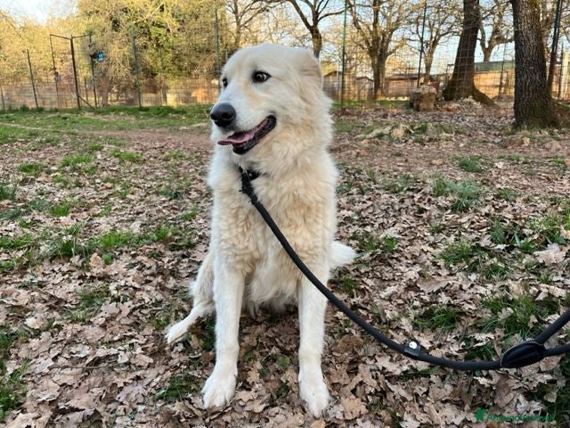 Meticcio cani CREMA bella timidina - Annuncio 19