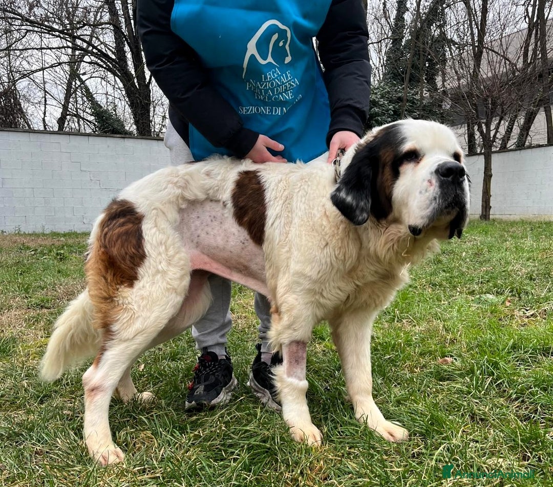 San Bernardo cani in regalo: BIANCA SAN BERNARDO - Annuncio 3