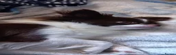 Chihuahua cani in vendita: Chihuahua a pelo lungo  - Annuncio 28
