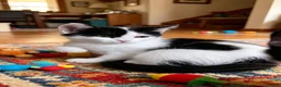 Europeo gatti in regalo: Due gattini di tre mesi - Annuncio 3