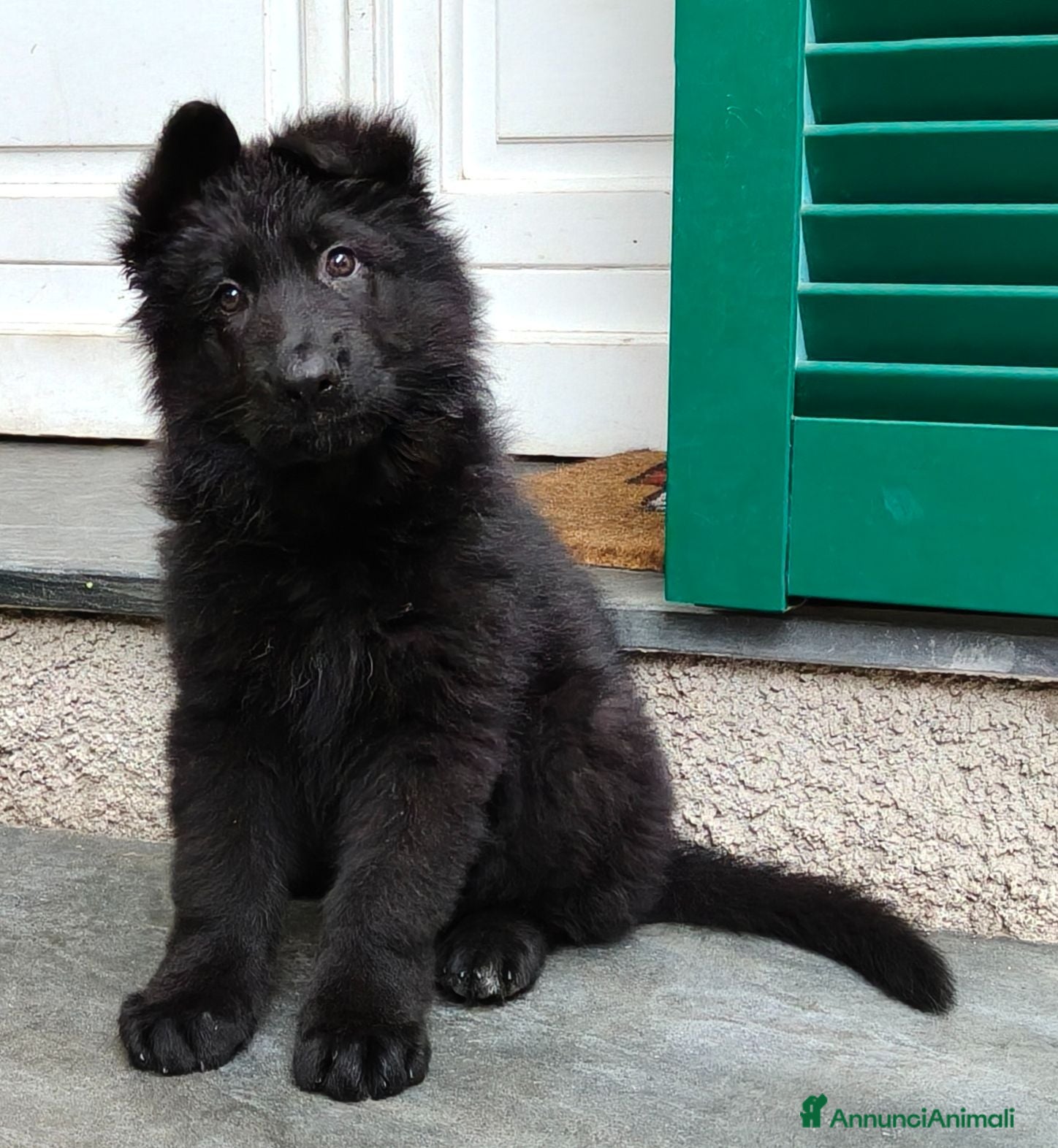 Pastore Tedesco cani Pastore Tedesco Pelo Lungo cuccioli  - Annuncio 3
