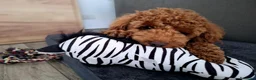 Barbone cani per accoppiamento: Barbone MEDIO cerca compagna a Provincia di Vicenza - Annuncio 4